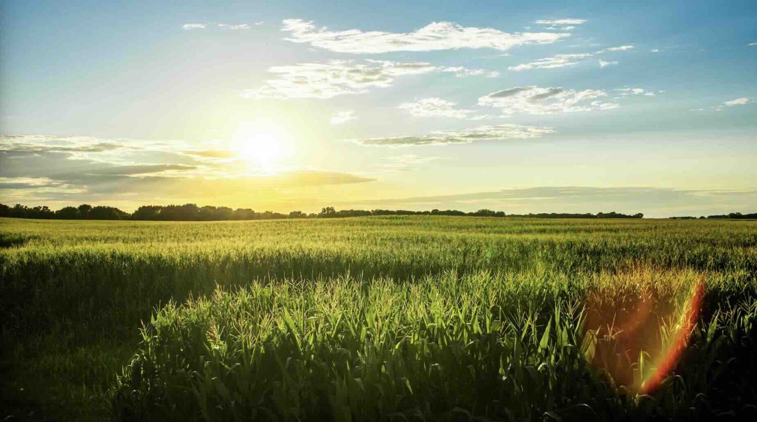 a Midwest field at sunset