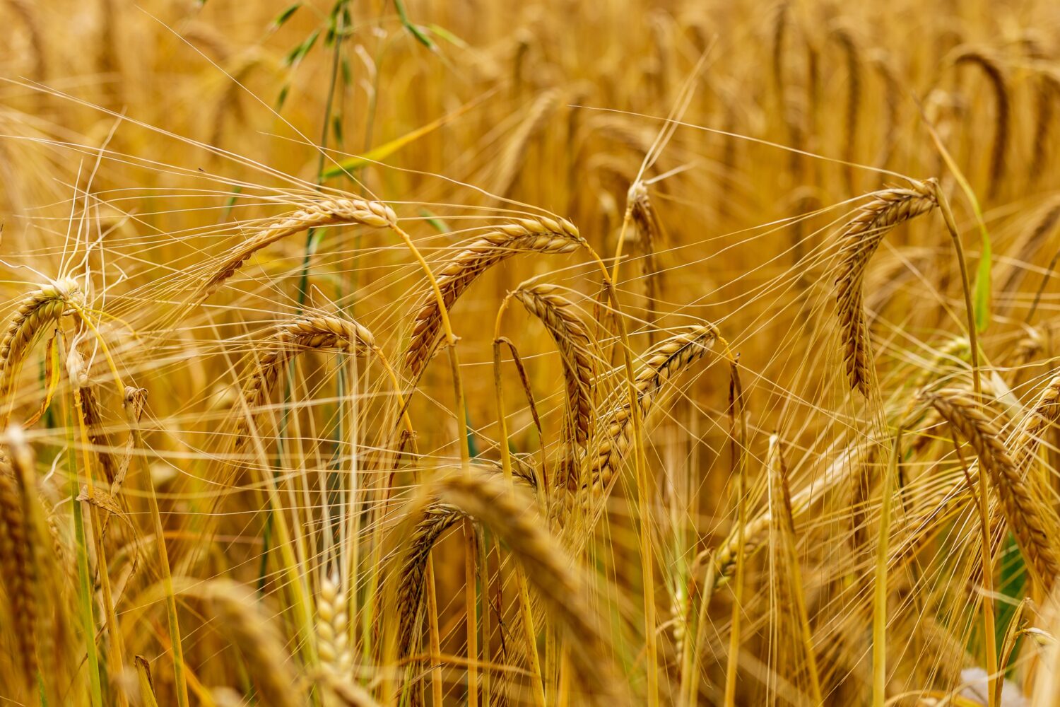 Wheat stalks, weighed down by their ripeness